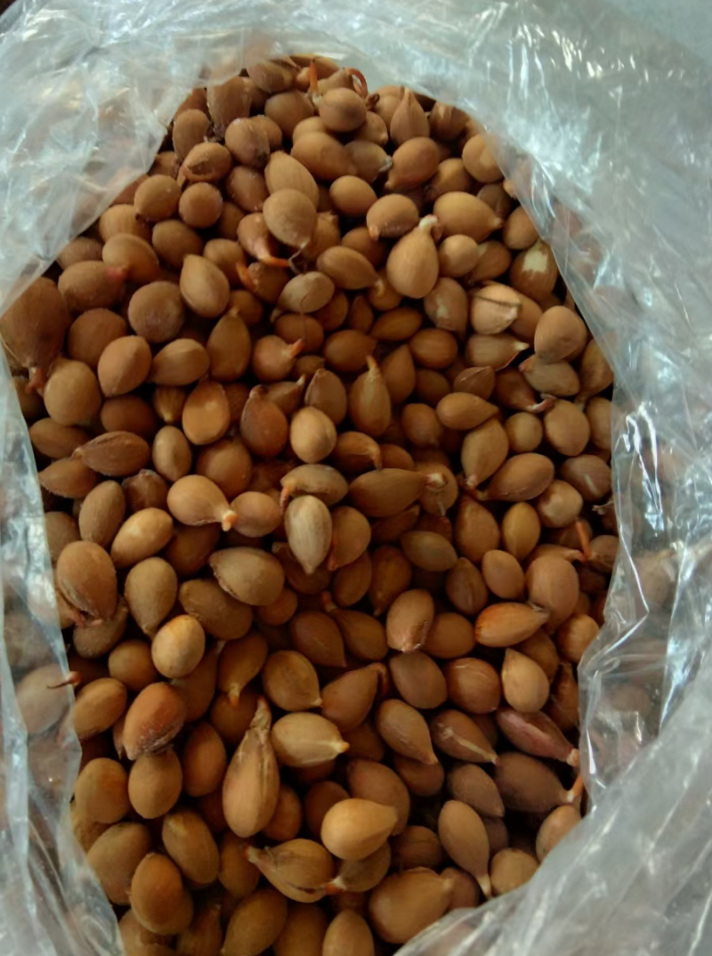 山桃种子(山桃芽)颗粒饱满，成活率95%，欢迎老板选购