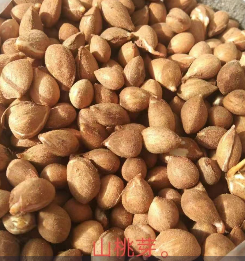 山桃种子(山桃芽)颗粒饱满，成活率95%，欢迎老板选购