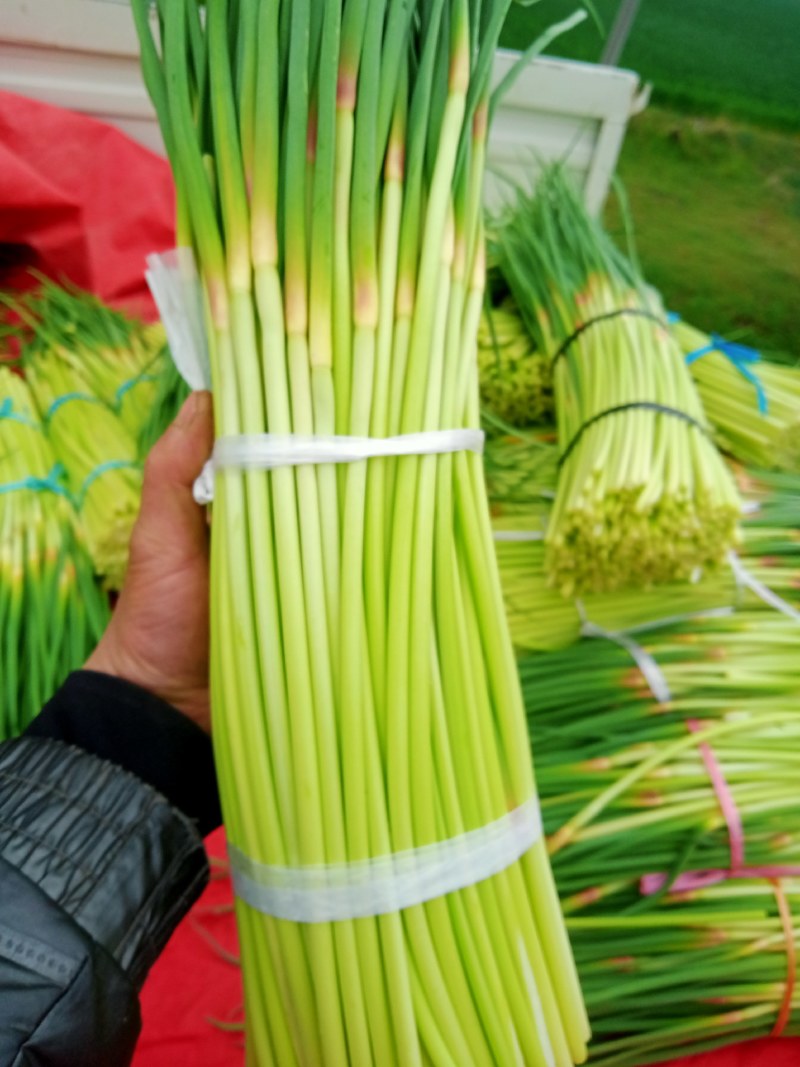 蒜苔落价了！！红袍蒜薹