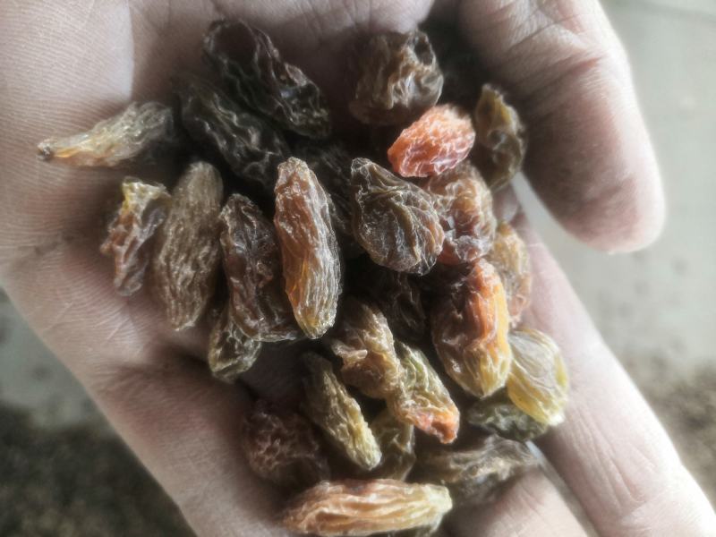 葡萄干赶场网商专用