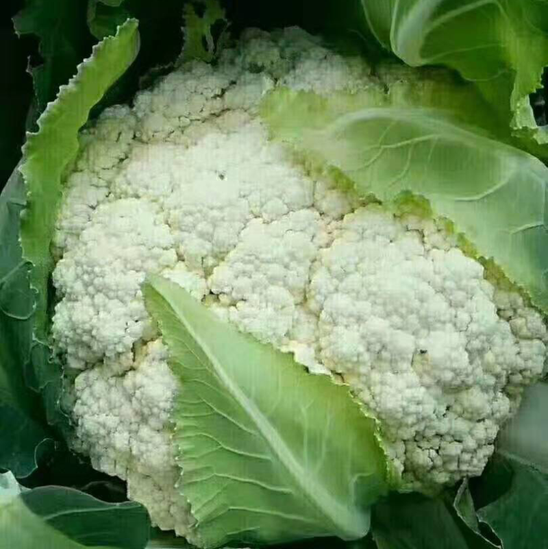 菜花白面青梗松花，基地直供，货源充足，价格合理