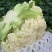 菜花白面青梗松花，基地直供，货源充足，价格合理