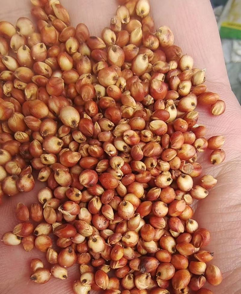 高粱红高粱酿酒用磨面用颗粒饱满价格美丽质量好