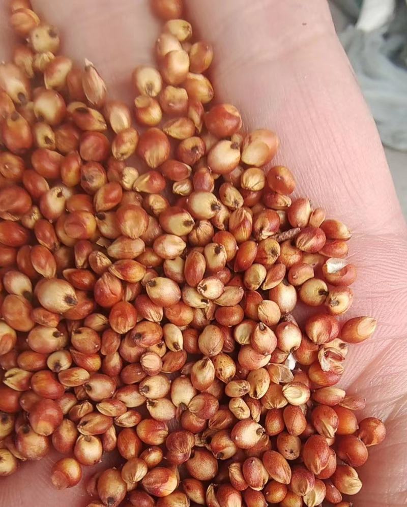 高粱红高粱酿酒用磨面用颗粒饱满价格美丽质量好