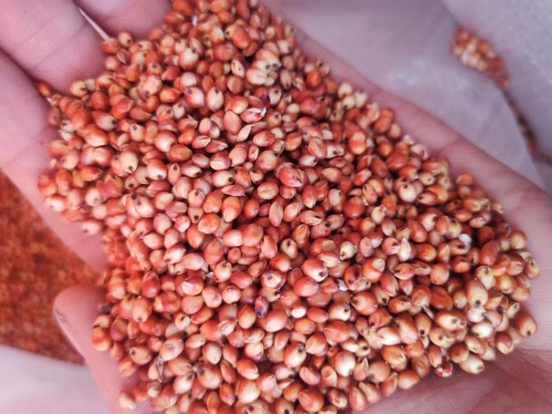 高粱红高粱酿酒用磨面用颗粒饱满价格美丽质量好