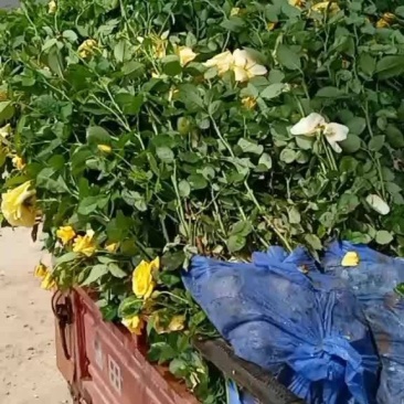 月季花，丰花月季，大花月季，品种齐全，独杆月季，嫁接月季
