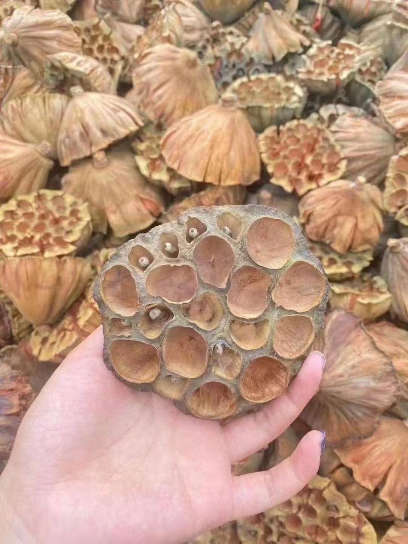 莲子心莲子荷叶莲须莲房荷花