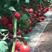 硬粉西红柿苗各种品类货优量大存活率高欢迎选购