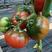 硬粉西红柿苗各种品类货优量大存活率高欢迎选购