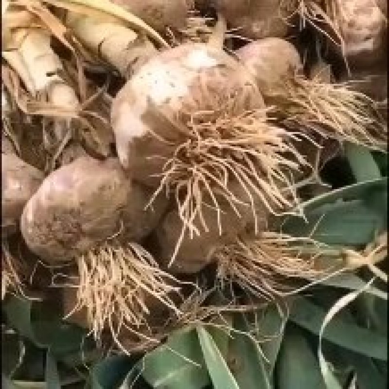 新鲜红皮大蒜，大量上市。如有需要可以给我留言
