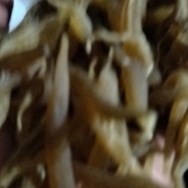 麦门冬