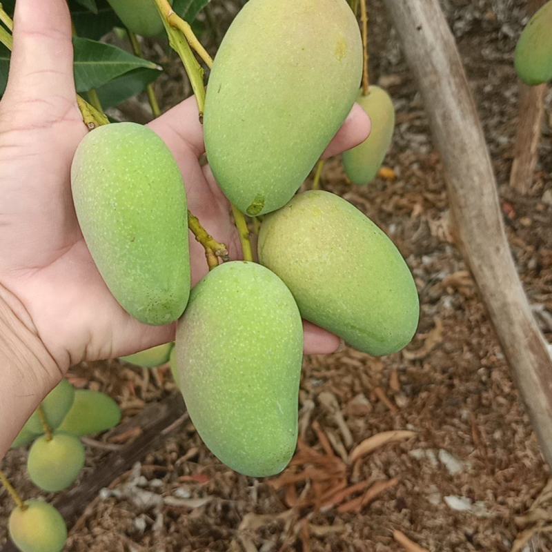 海南东方芒果皇宫