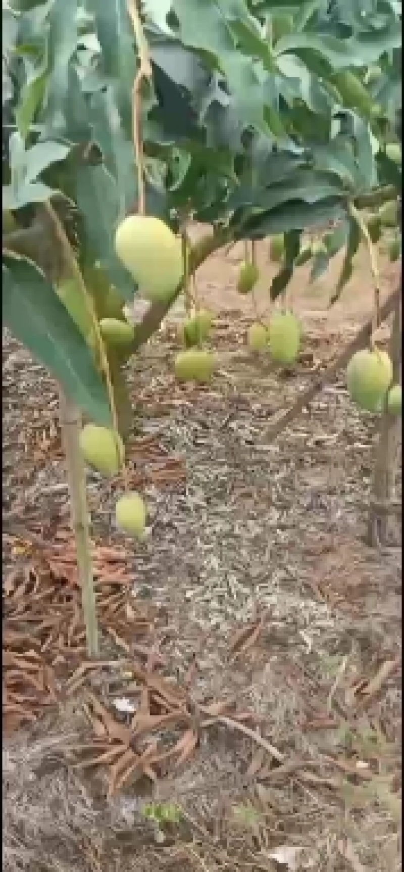 海南东方芒果皇宫