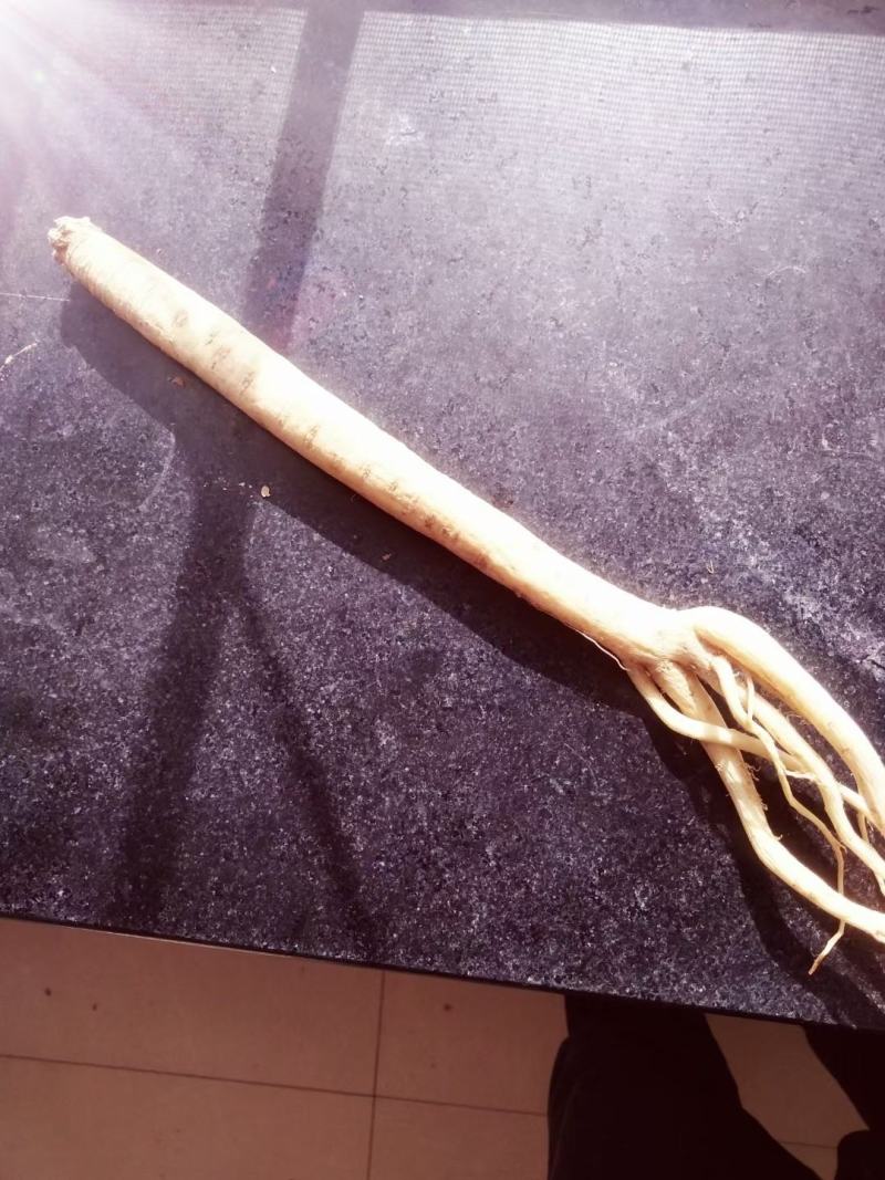 甘肃优质中药材白条党参，地处大山里，种植有千亩党参。