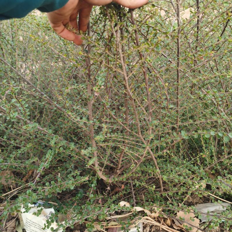 平枝栒子，苗圃出货，自产自销，可实地考察