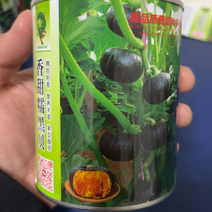 有好货甜糯贵族日本南瓜贝思奇蜜贝南瓜种子