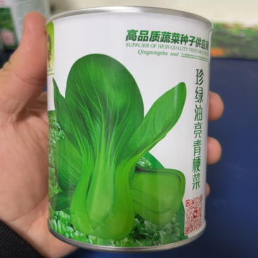 【优质】杂交珍绿油亮青梗菜抗热耐寒品质好产量高量大优惠