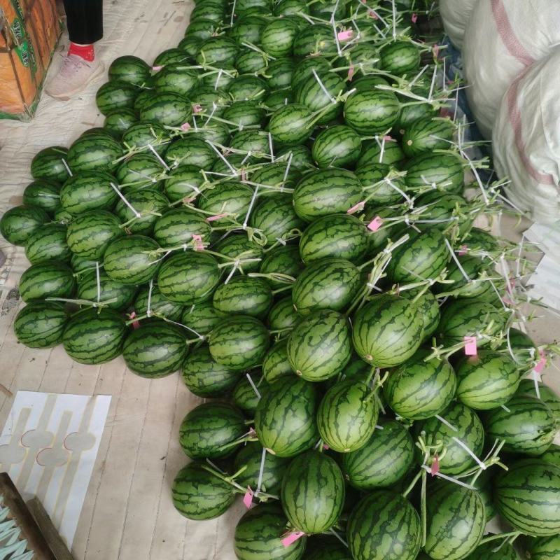 全美2k西瓜，冰糖仔西瓜，小吊瓜，手撕瓜，品种齐全可供