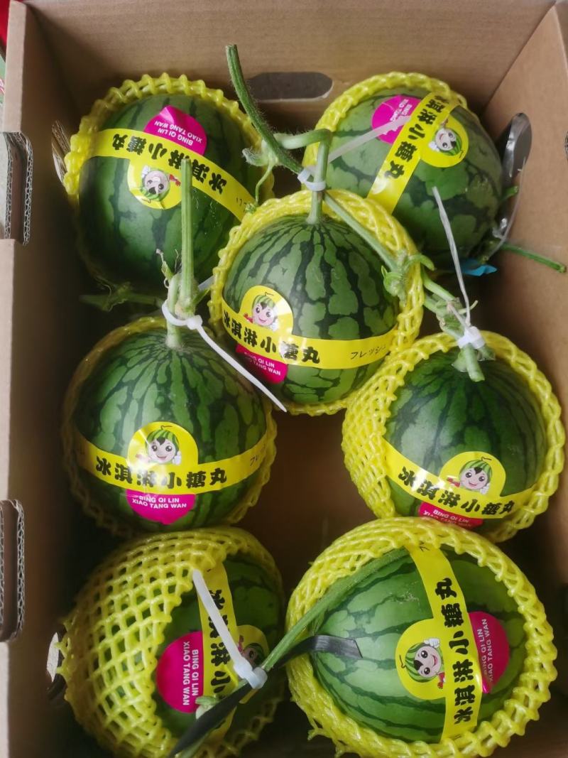 全美2k西瓜，冰糖仔西瓜，小吊瓜，手撕瓜，品种齐全可供