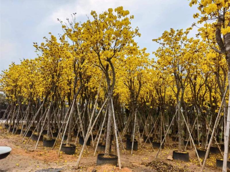 黄花风铃木12-15公分