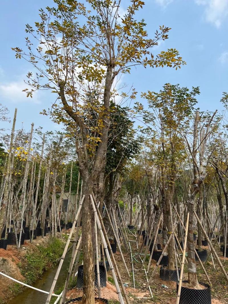 黄花风铃木12-15公分