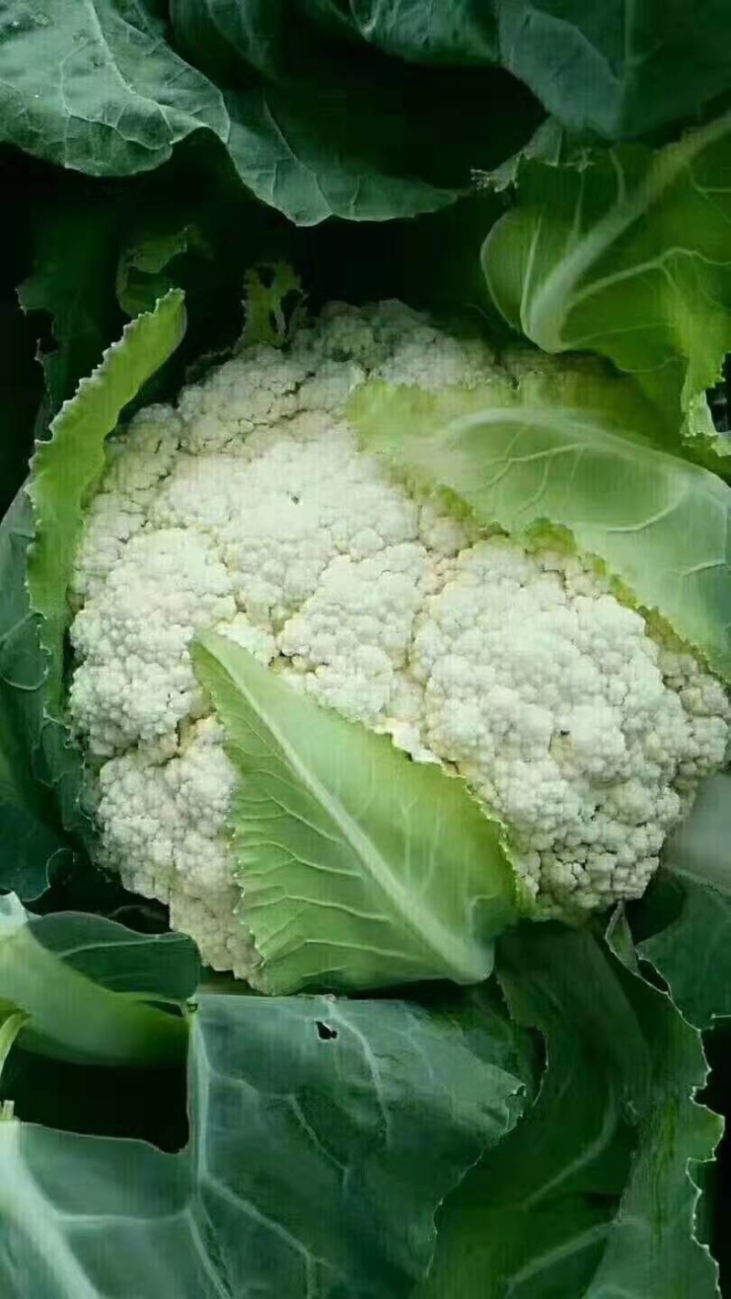 菜花散花有机花白面青梗产地直供品质优