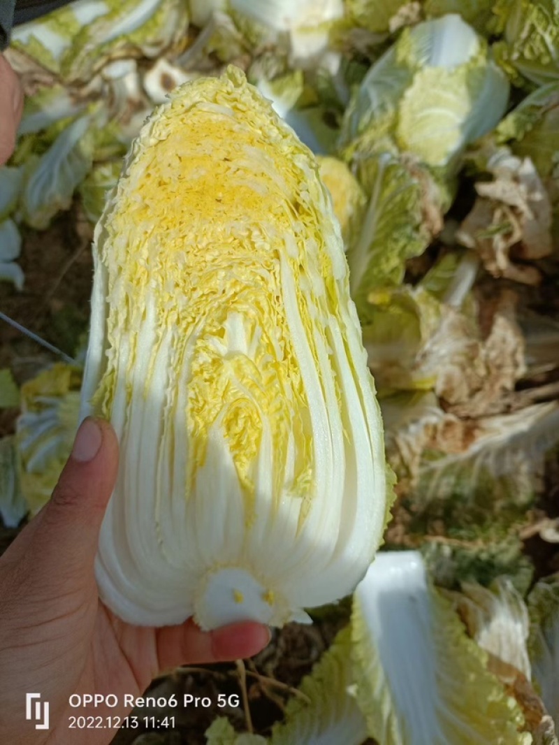 春秋玲珑凰耐抽苔耐高温圆头娃娃菜种子黄心白菜种子产量高