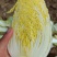 春秋玲珑凰耐抽苔耐高温圆头娃娃菜种子黄心白菜种子产量高