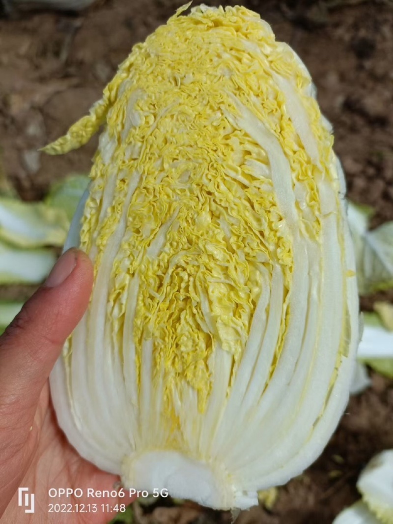 春秋玲珑凰耐抽苔耐高温圆头娃娃菜种子黄心白菜种子产量高