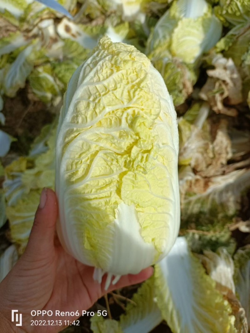春秋玲珑凰耐抽苔耐高温圆头娃娃菜种子黄心白菜种子产量高