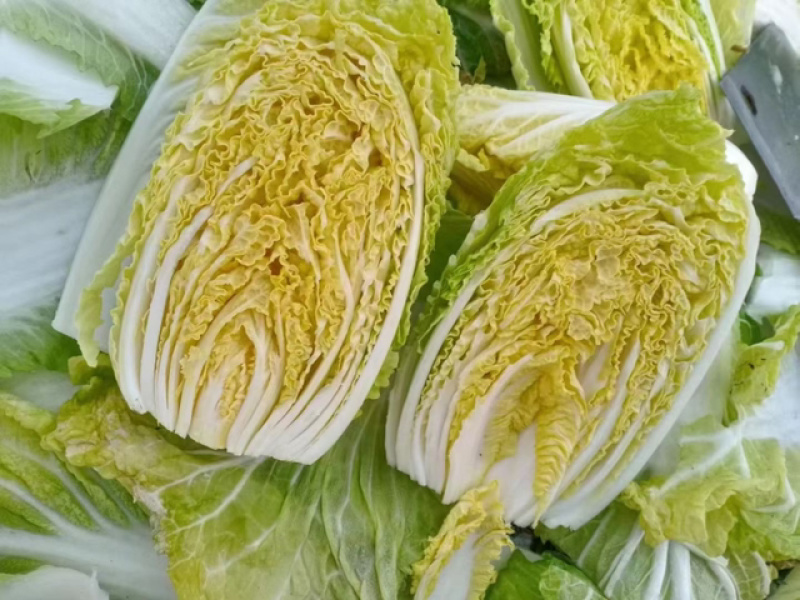 春秋玲珑凰耐抽苔耐高温圆头娃娃菜种子黄心白菜种子产量高