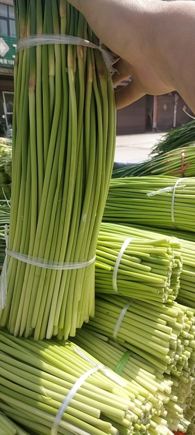 红帽蒜苔今天4月4号收购价2.8----3块一斤