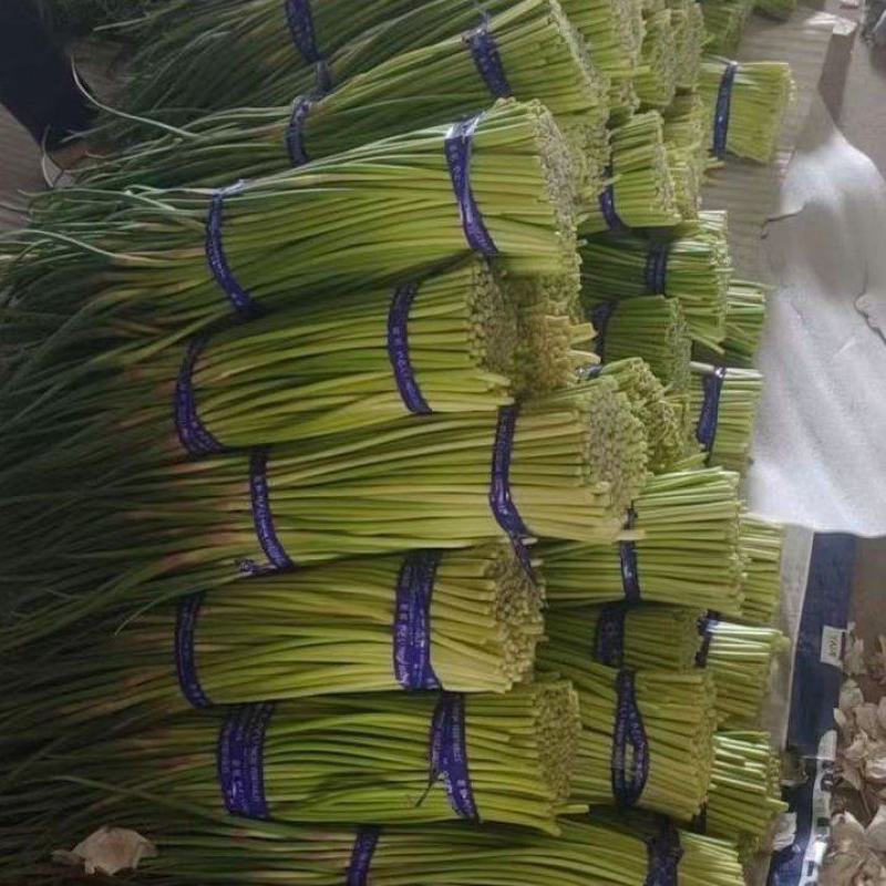 徐州蒜薹即将上市