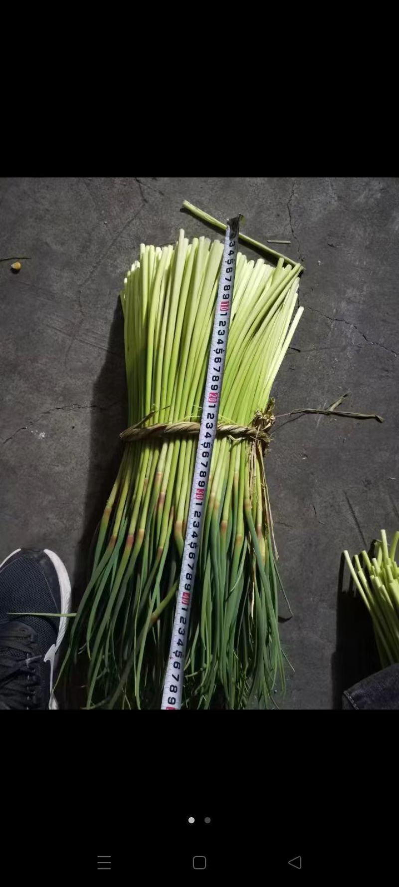 徐州蒜薹即将上市