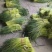 徐州蒜薹即将上市