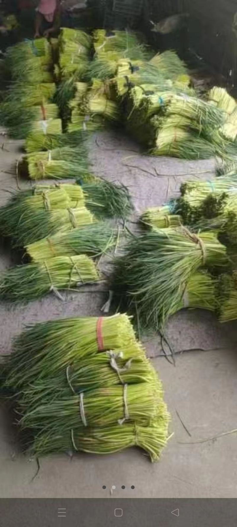 徐州蒜薹即将上市