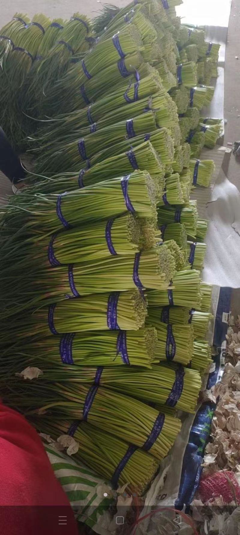 徐州蒜薹即将上市