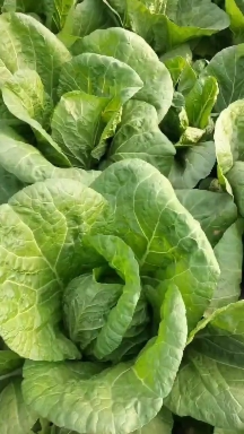 黄心白菜大量上市，河北白菜正在热销中，质量有保证价格实惠