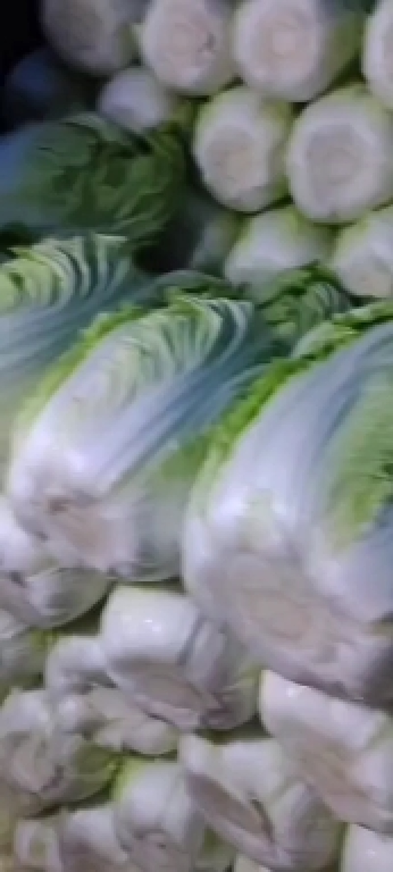 黄心白菜大量上市，河北白菜正在热销中，质量有保证价格实惠