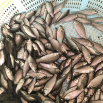 鲫鱼四倍鲫水花鱼粒快大正种品种优良中山直供送货上门