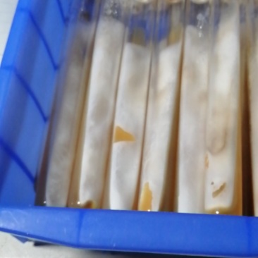 鸡腿菇母种18mmX180mm试管母种！PDA培养基！