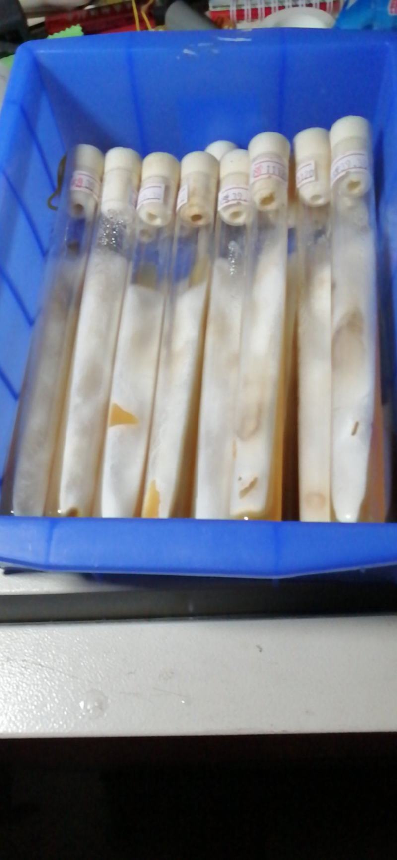 鸡腿菇母种18mmX180mm试管母种！PDA培养基！