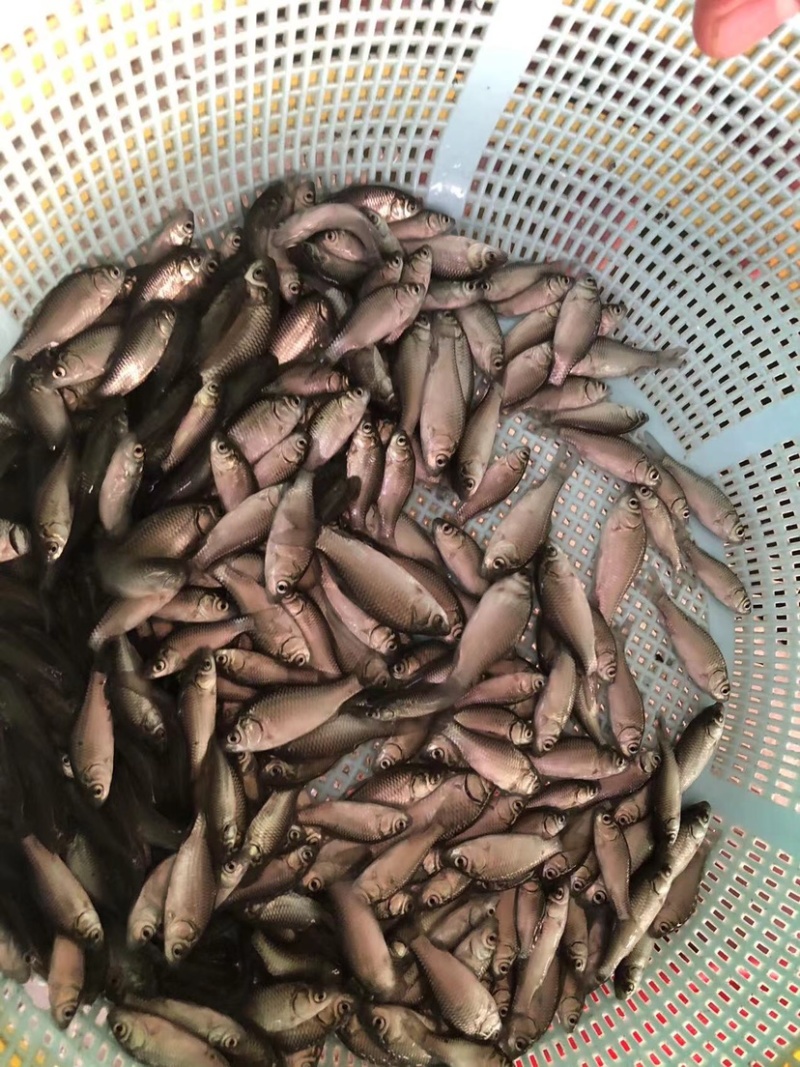 鲫鱼四倍鲫水花鱼粒快大正种品种优良中山直供送货上门
