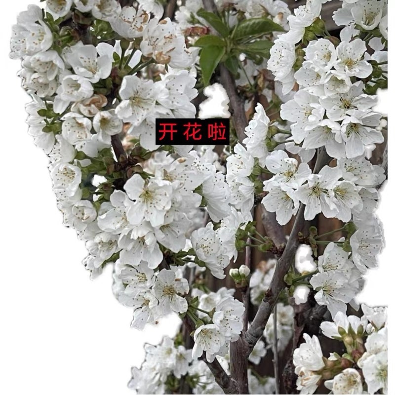 耐寒小樱桃树野生山樱桃树南北方地栽当年结果苗
