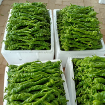 【推荐】万亩蔬菜基地螺丝椒，牛角椒，圆椒尖椒大量上市