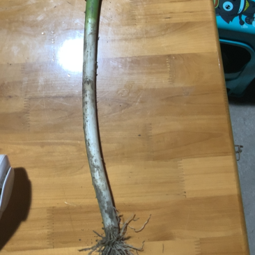 崇州铁杆大葱，1Cm左右粗60左右葱白，毛葱净葱批发