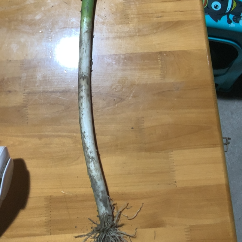 崇州铁杆大葱，1Cm左右粗60左右葱白，毛葱净葱批发