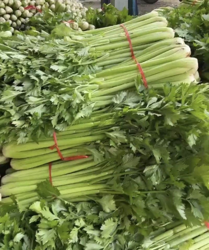 陕西万亩蔬菜基地芹菜大量上市需要的老板联系