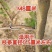 m型拉枝器果树拉枝神器w型别枝器拉枝器s压枝弯枝定型拉树