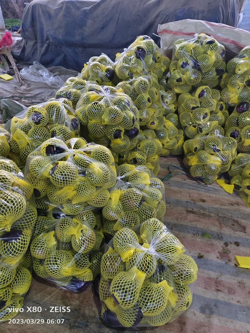 圆茄子大量供应，质量非常好，货源稳定！要的老板联系
